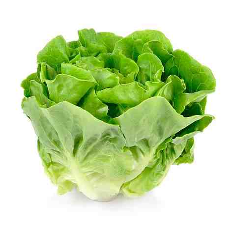 Lattuga